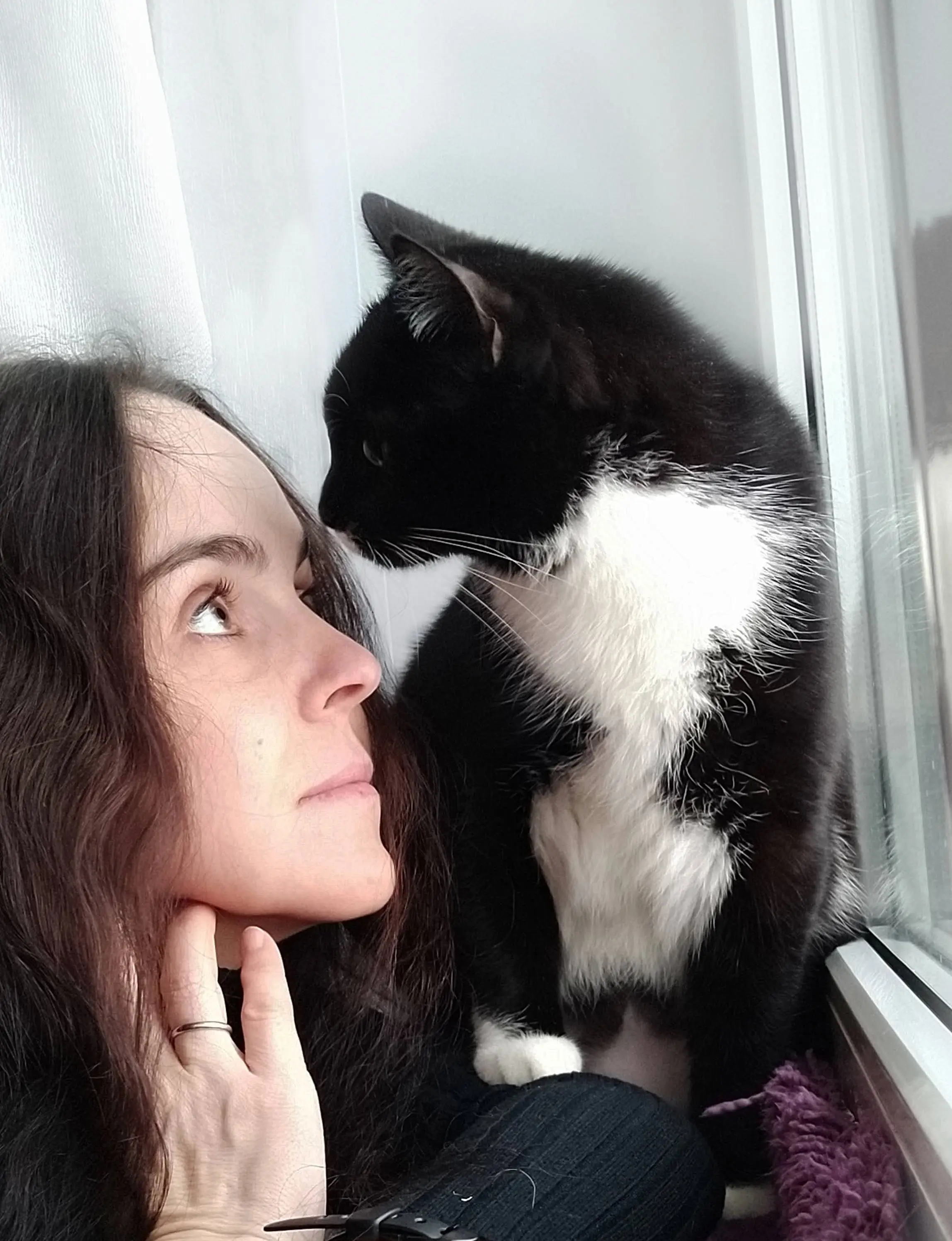Поддержите котиков